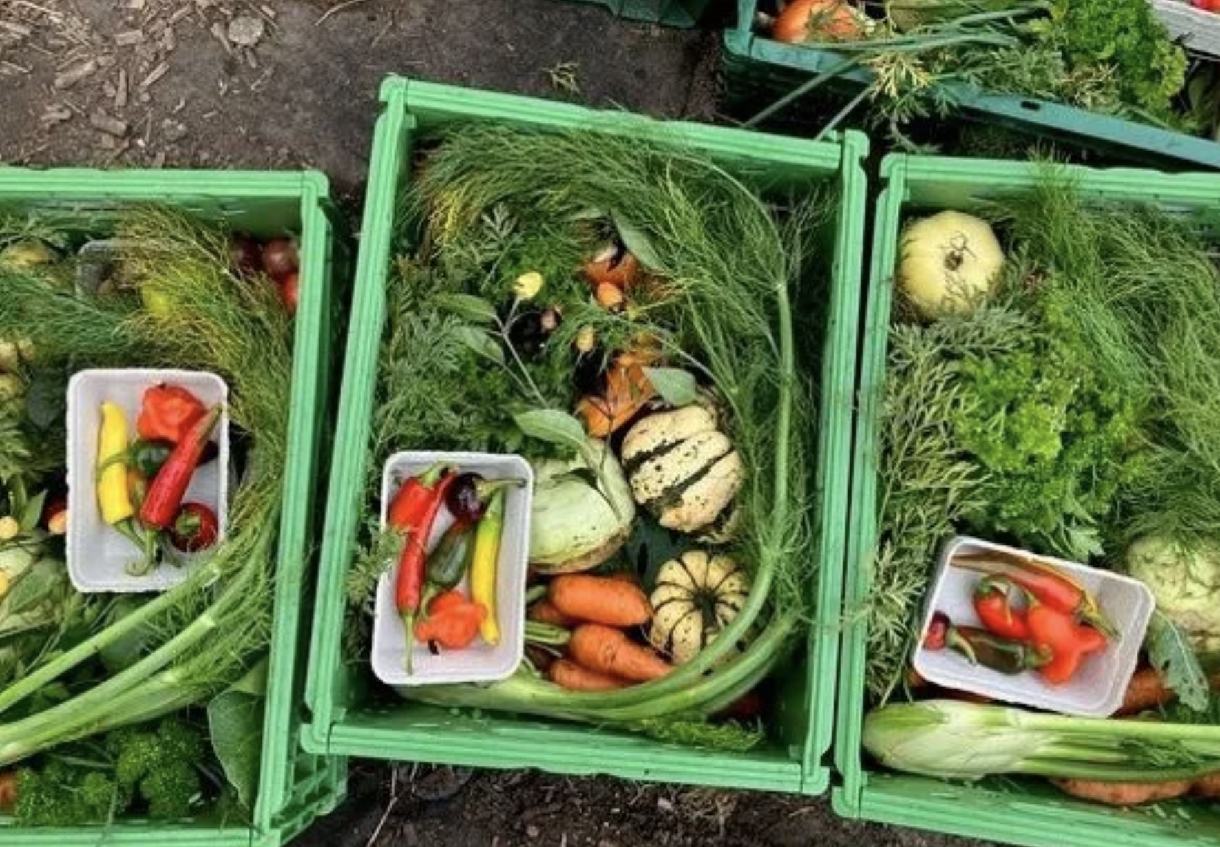 Urban Gardening