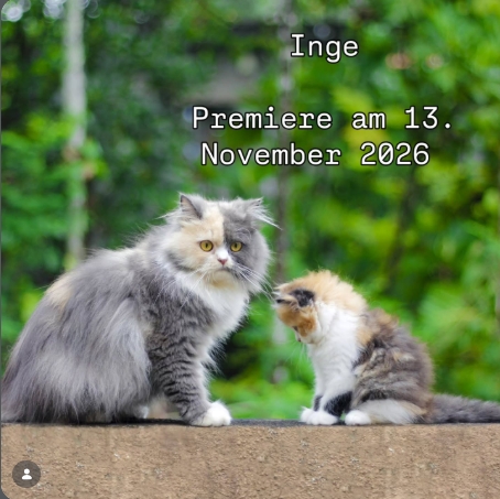 INGE